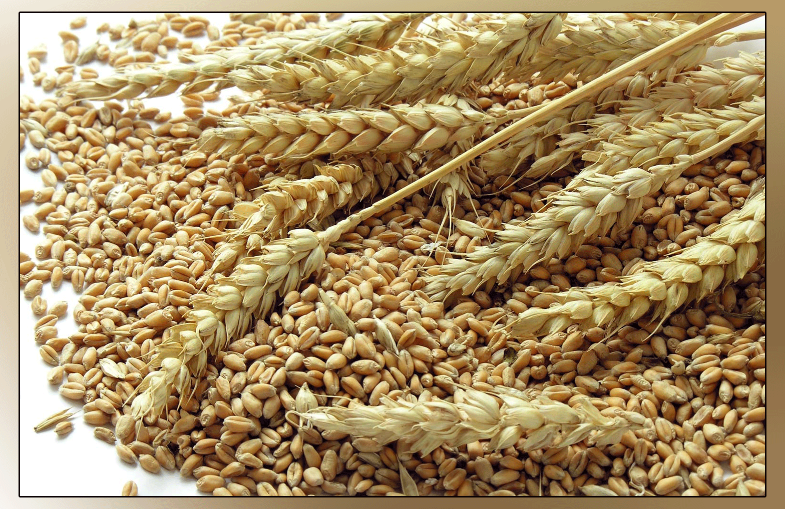 The decision to fix the per capita price of wheat in Punjab at 1800 is anti-farmer: Sindh Agriculture Minister