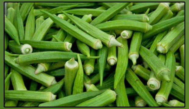 Okra: Nutritious summer vegetable, the benefits are numerous