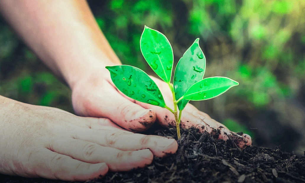 Punjab: A target of 50 million saplings has been set during the monsoon tree planting campaign