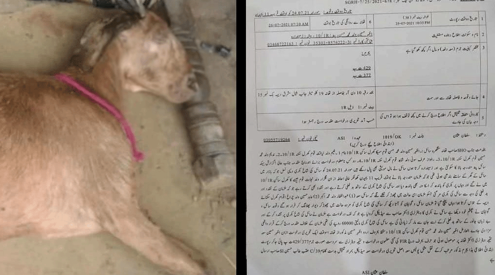 Okara: Five men killed a goat after having sex with it