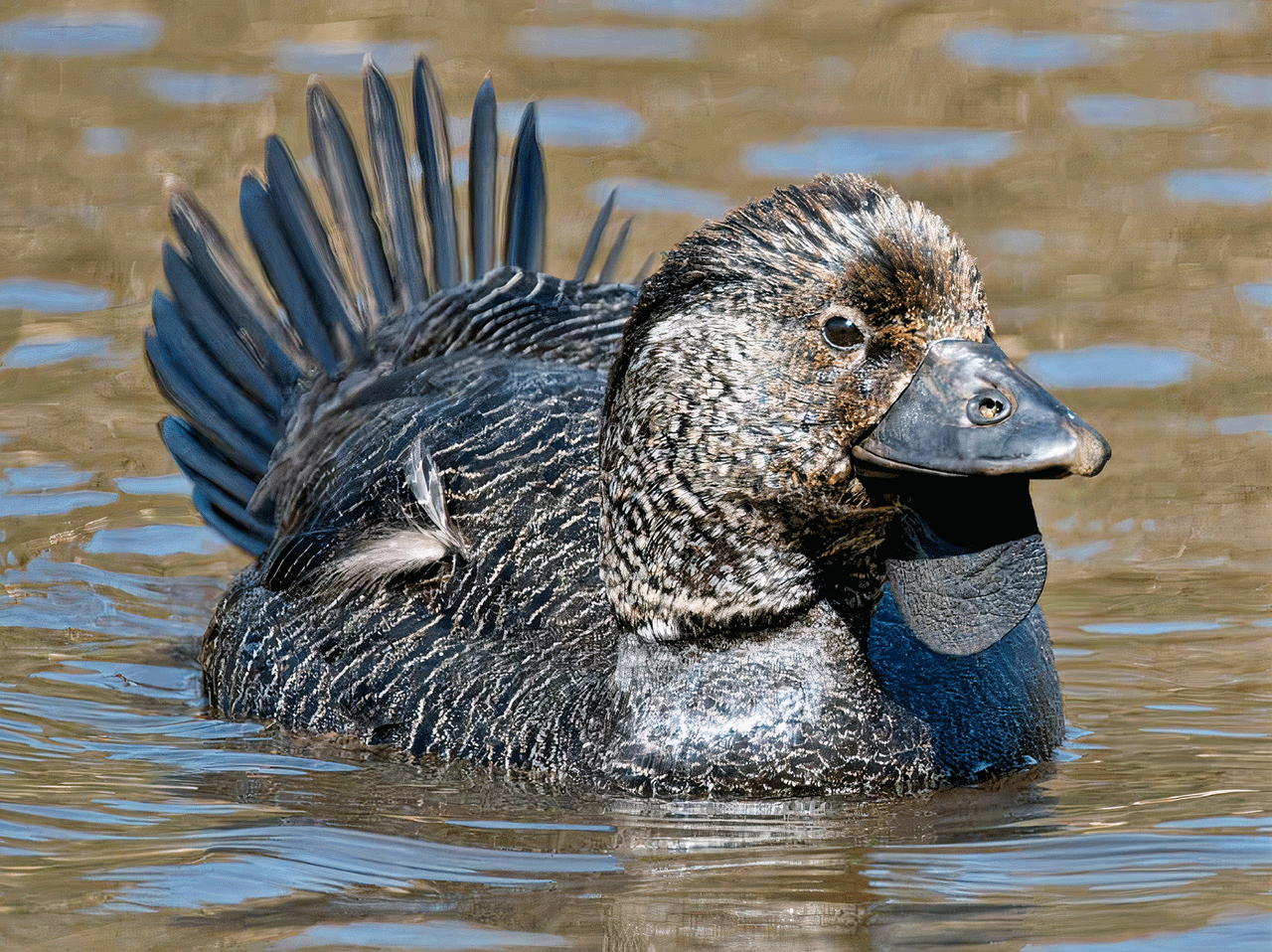 Musk Duck from Australia Can Mimic Human Speech, Sound Clip Proves It