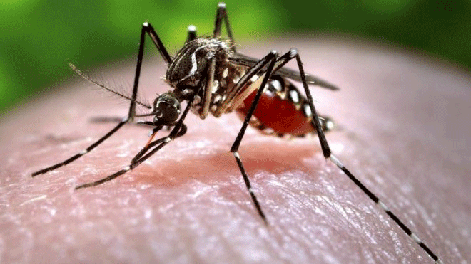 After one death, the Punjab government launched an anti-dengue campaign