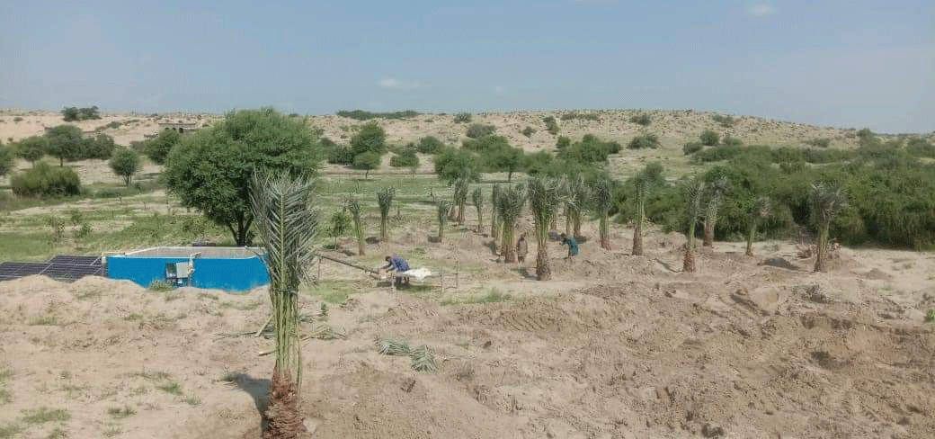 palm and mango tree planting in Mithi area of ​​Sindh province